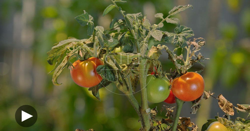 099979 Zeitraffer, Tomaten werden reif