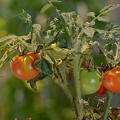 099979 Zeitraffer, Tomaten werden reif