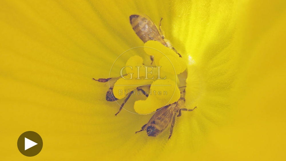 100124 Film-Clip, Kuerbisbluete