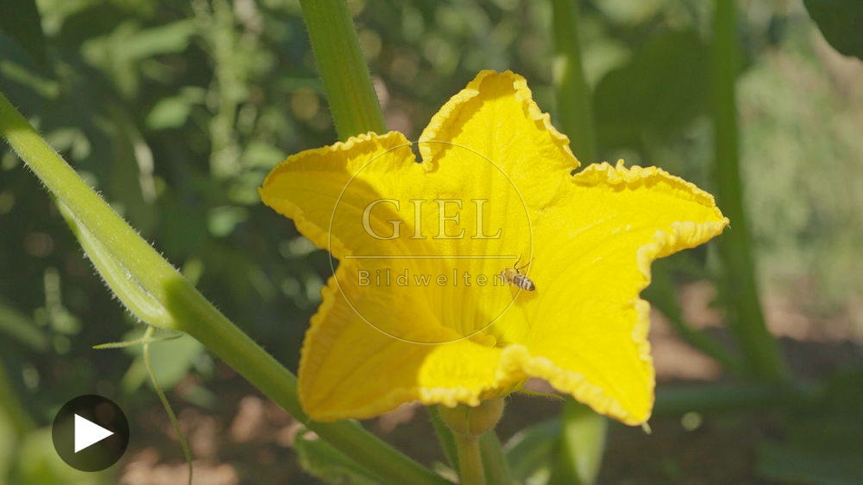 100125 Film-Clip, Kuerbisbluete