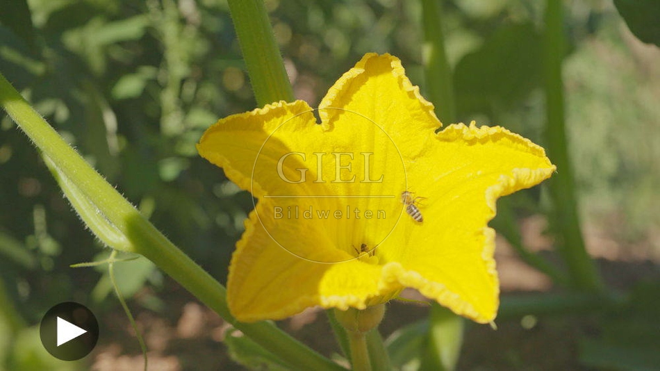 100126 Film-Clip, Kuerbisbluete