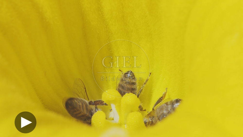 100127 Film-Clip, Kuerbisbluete