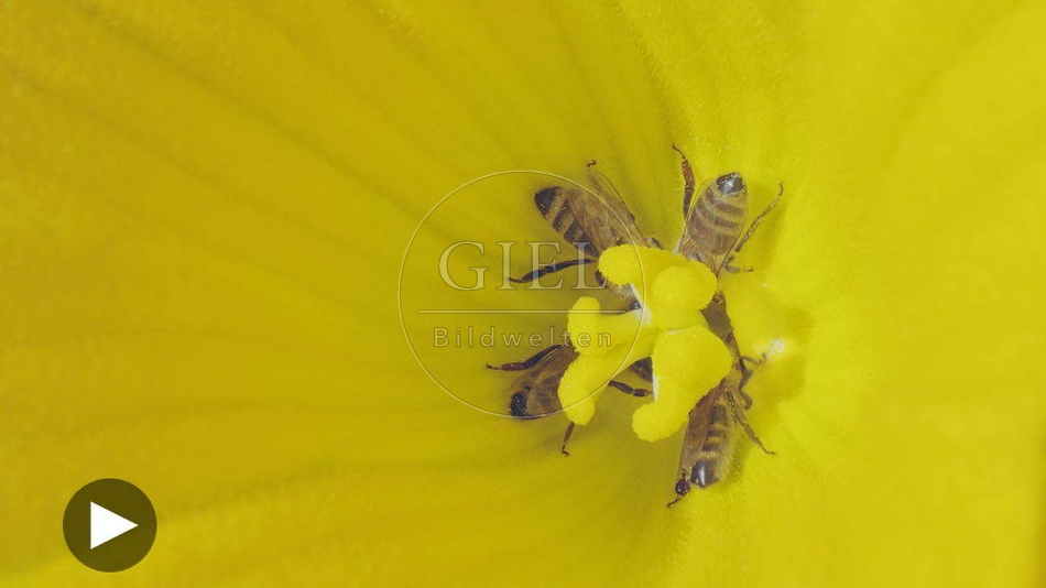 100129 Film-Clip, Kuerbisbluete