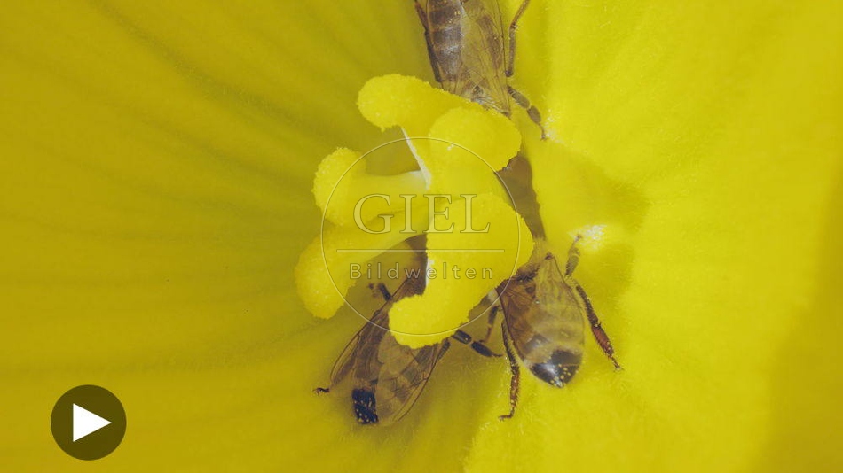 100130 Film-Clip, Kuerbisbluete