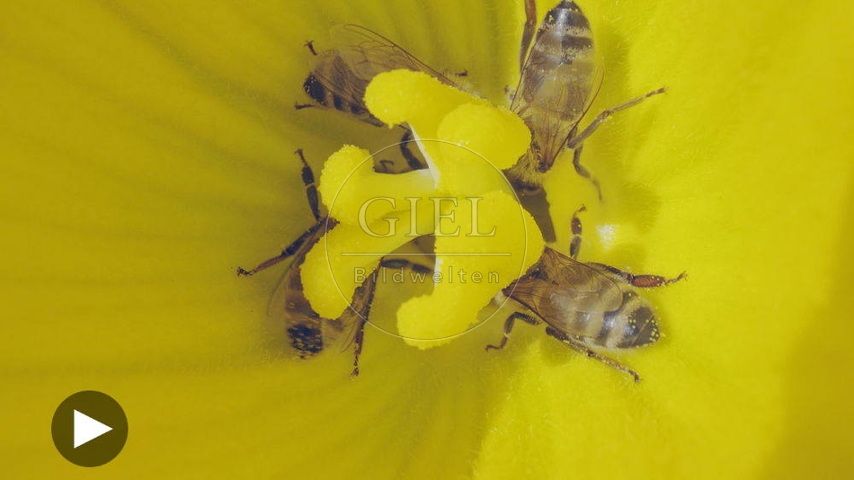 100131 Film-Clip, Kuerbisbluete