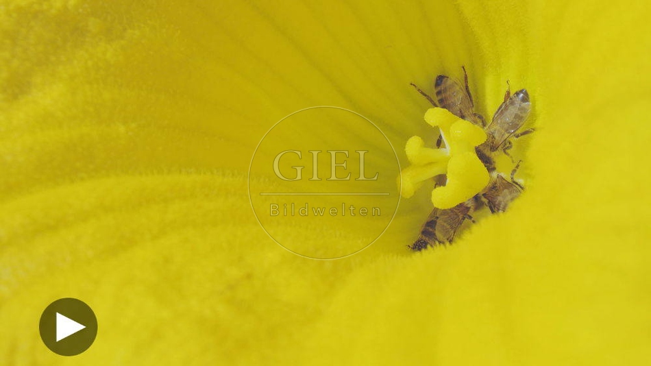 100132 Film-Clip, Kuerbisbluete