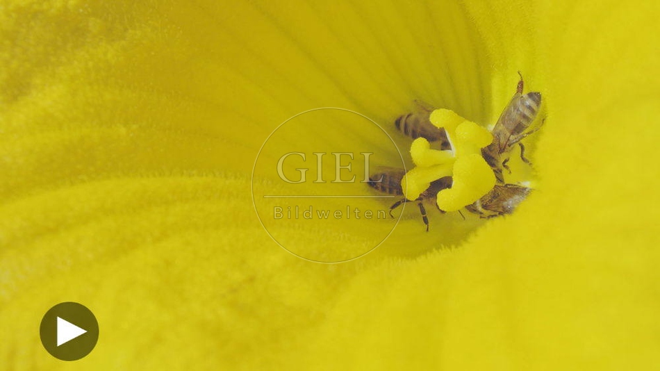 100133 Film-Clip, Kuerbisbluete