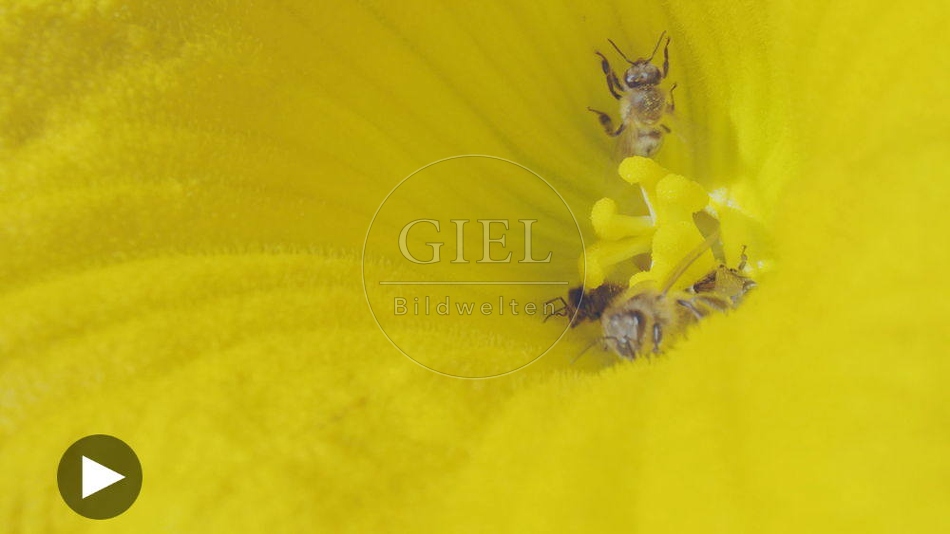 100134 Film-Clip, Kuerbisbluete