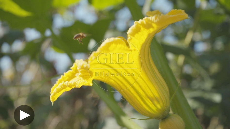 100135 Film-Clip, Kuerbisbluete