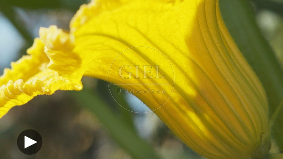 100136 Film-Clip, Kuerbisbluete