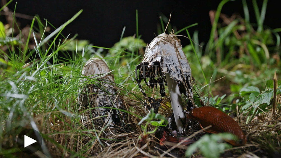 100466 Zeitraffer, Schopf-Tintling