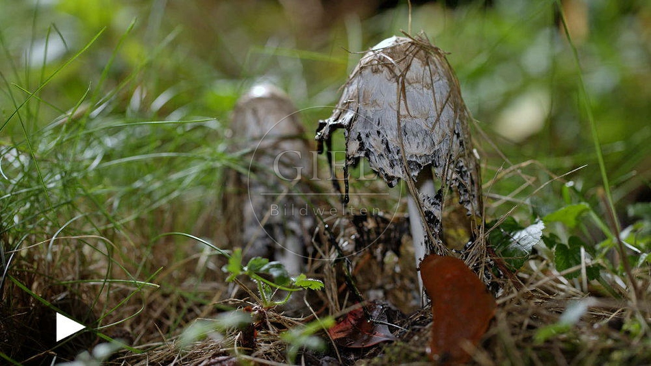 100467 Zeitraffer, Schopf-Tintling