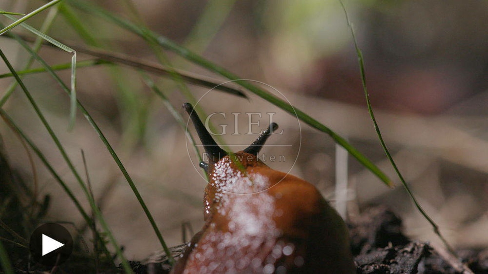 100498 Film-Clip, Rote Wegschnecke