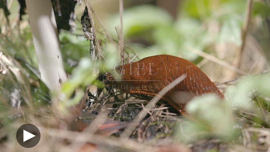 100499 Film-Clip, Rote Wegschnecke