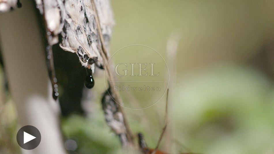 100500 Film-Clip, Rote Wegschnecke