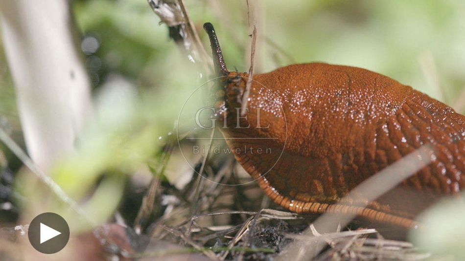 100501 Film-Clip, Rote Wegschnecke
