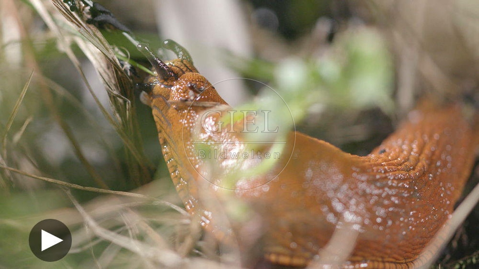100502 Film-Clip, Rote Wegschnecke