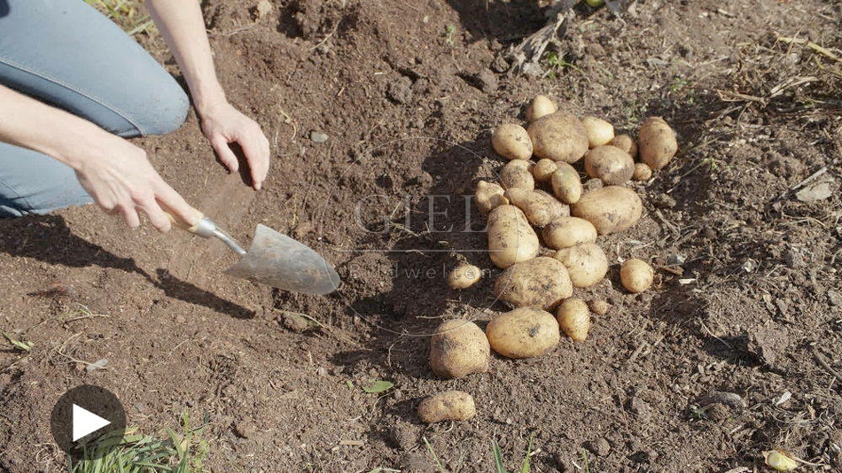 100546 Film-Clip, Kartoffelernte