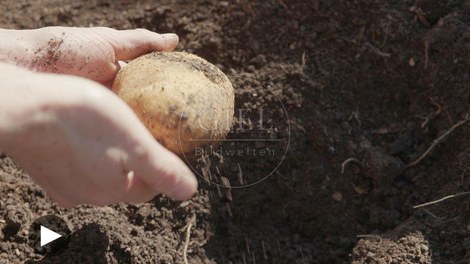 100560 Film-Clip, Kartoffelernte