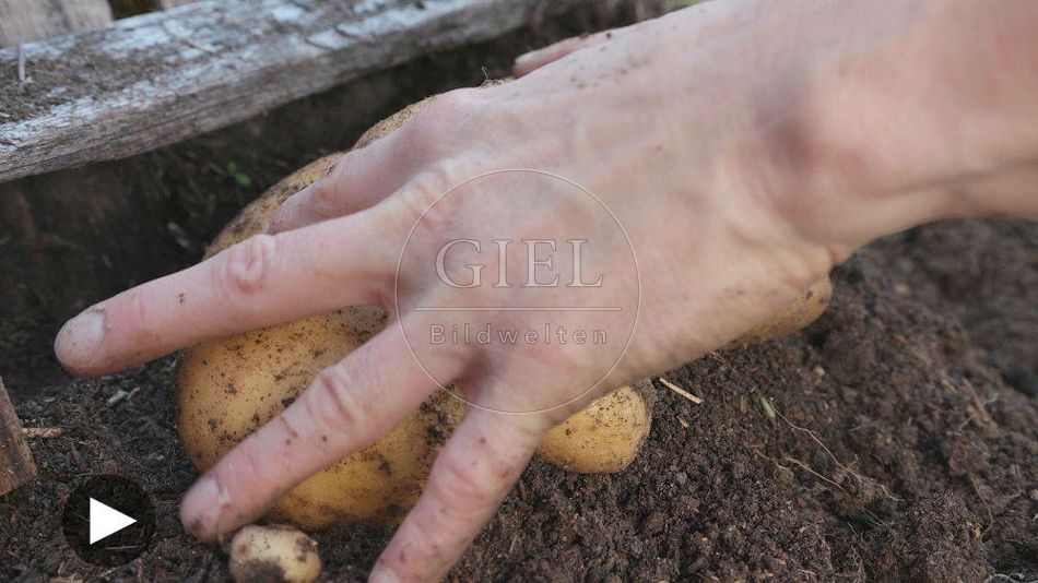 100568 Film-Clip, Kartoffelernte