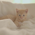 101193 Film-Clip, junge Hauskatze