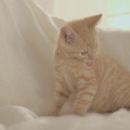 101194 Film-Clip, junge Hauskatze