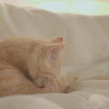 101196 Film-Clip, junge Hauskatze