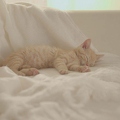101205 Film-Clip, junge Hauskatze