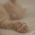 101206 Film-Clip, junge Hauskatze