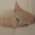 101208 Film-Clip, junge Hauskatze