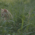 101229 Film-Clip, junge Hauskatze