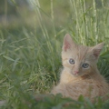101230 Film-Clip, junge Hauskatze