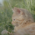 101231 Film-Clip, junge Hauskatze