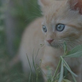 101233 Film-Clip, junge Hauskatze