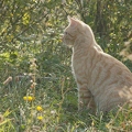 101272 Film-Clip, junge Hauskatze