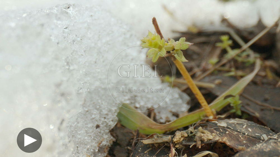 102082 Film-Clip, Schnee im Garten