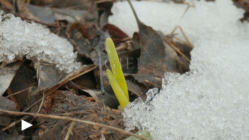 102085 Film-Clip, Schnee im Garten