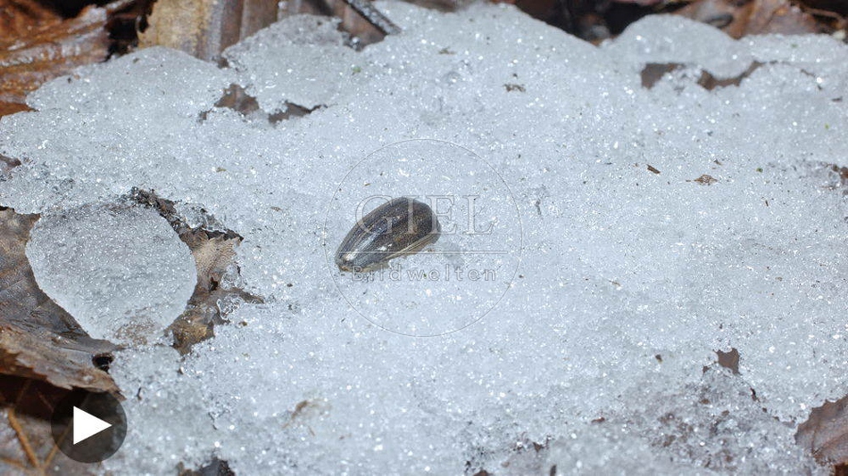 102279 Zeitraffer, Schnee schmilzt, Sonnenblumenkern keimt