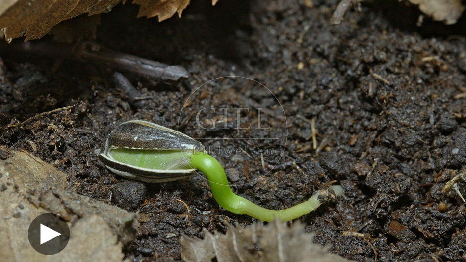 102280 Zeitraffer, keimender Sonnenblumenkern
