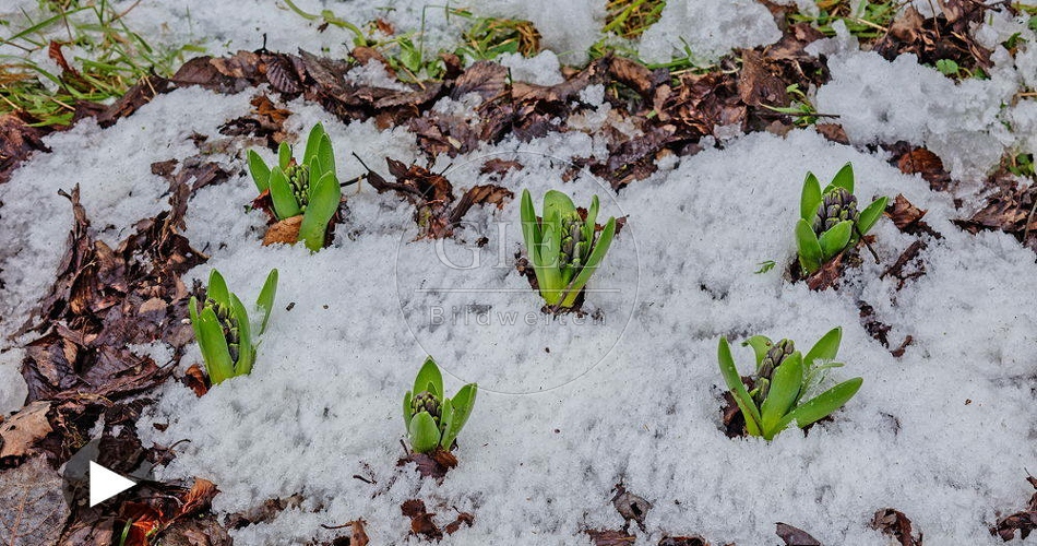 102282 Zeitraffer, Hyazinthen, Schnee schmilzt