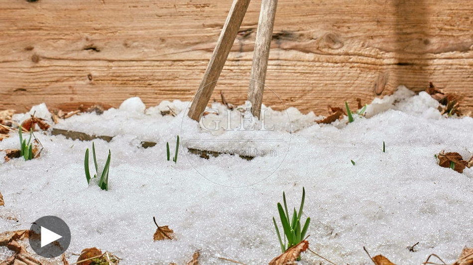 102290 Zeitraffer, Schnee schmilzt, Narzissen bluehen auf