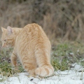 102743 Film-Clip, Hauskatze