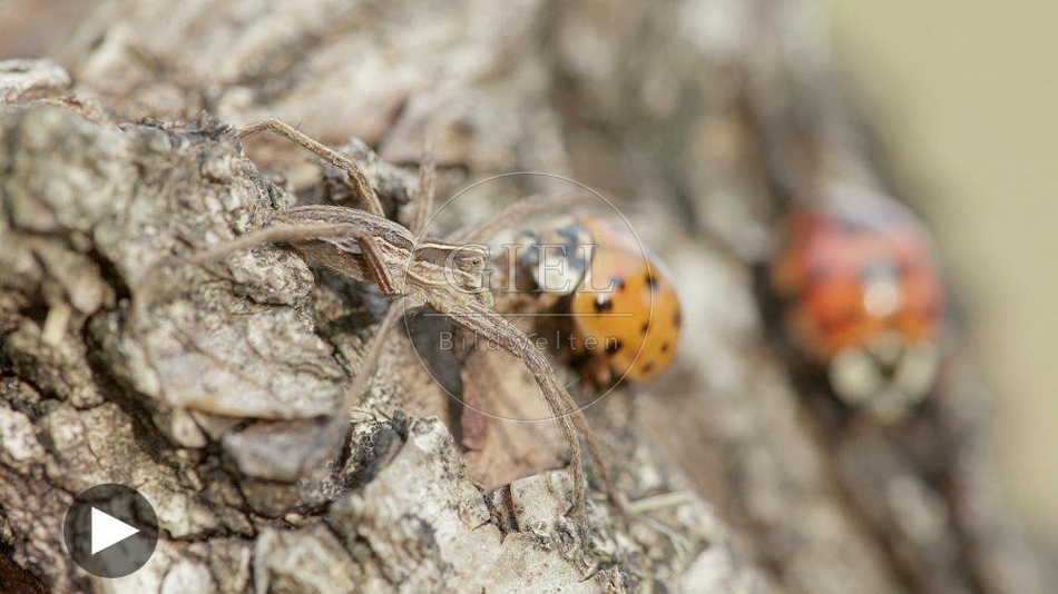 103063 Film-Clip, Laufspinne und Asiatische Marienkaefer