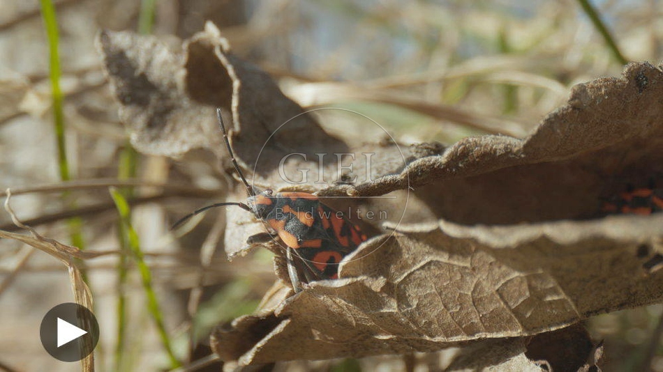 103073 Film-Clip, Gemeine Feuerwanze (Pyrrhocoris apterus)