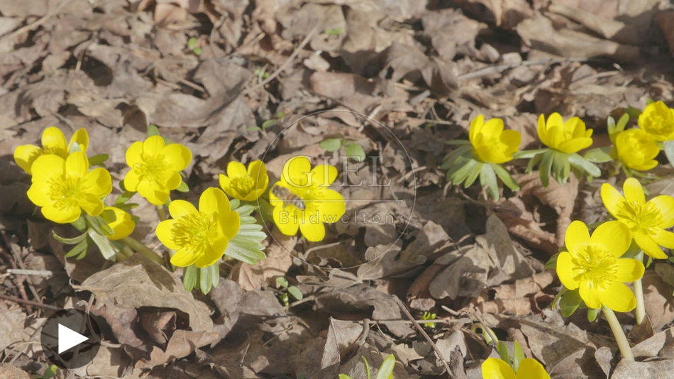 103083 Film-Clip, Honigbiene auf Winterling