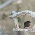 103136 Film-Clip, weibliche Amsel und Kohlmeise