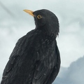 103138 Film-Clip, maennliche Amsel