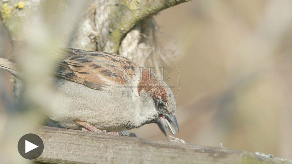 104154 Filmclip, Haussperling, Spatz