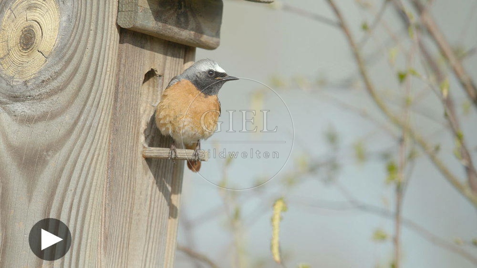 104158 Filmclip, Gartenrotschwanz