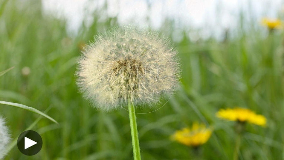 104280 Zeitraffer, Wiesenloewenzahn